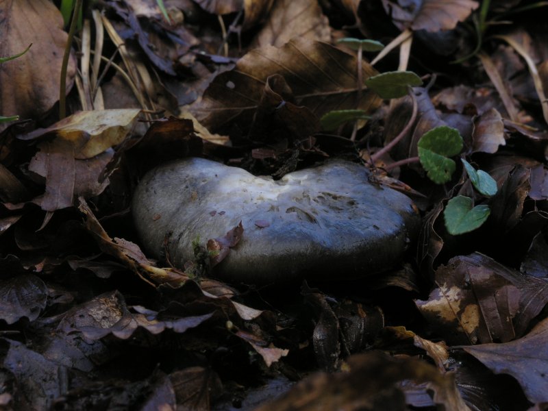 Ancora pi� in alto, dove si scioglie la neve ....